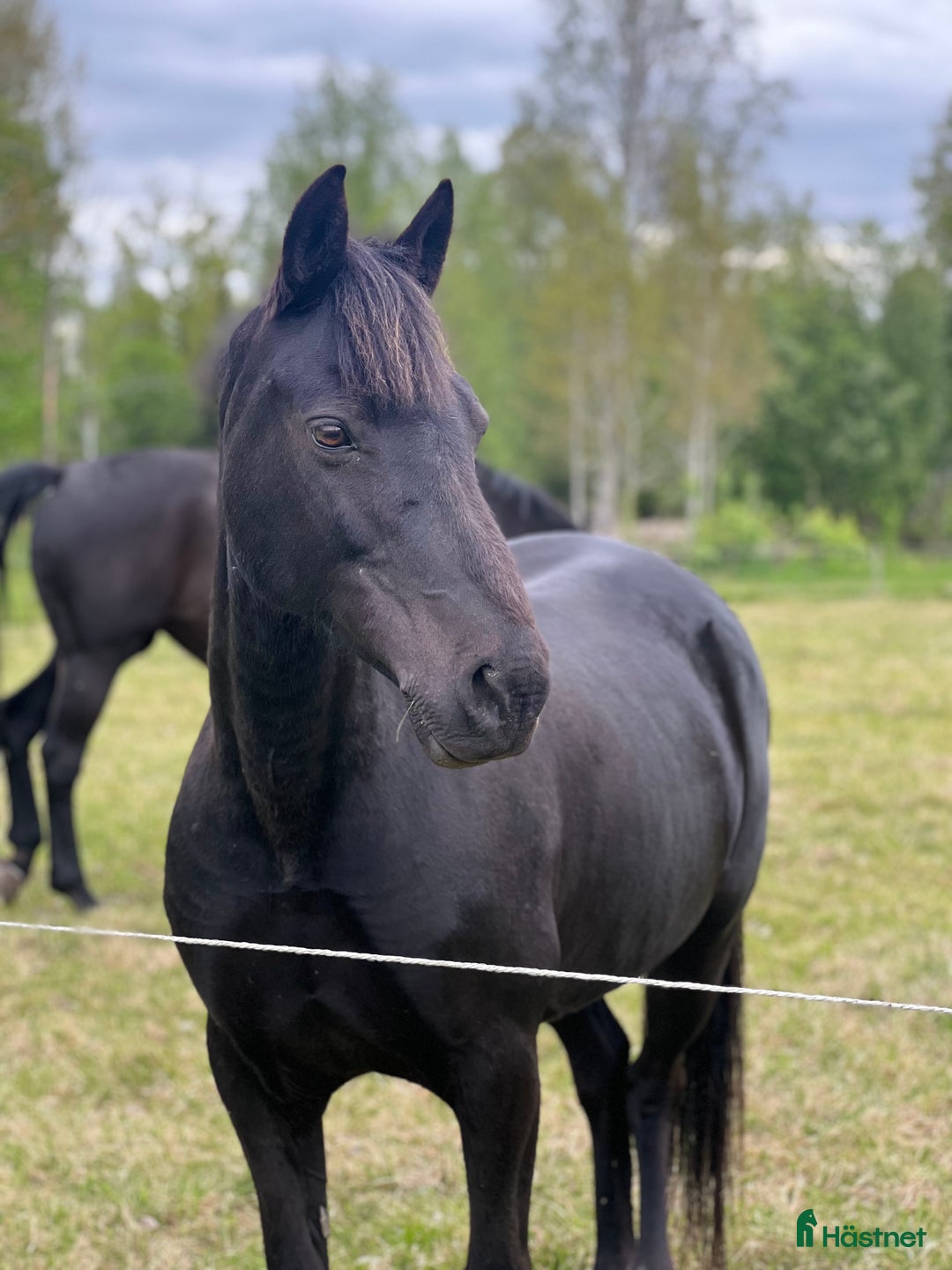 Allround hästar till salu: Världens snällaste ponny säljes💕 i Sköllersta - Annons 2