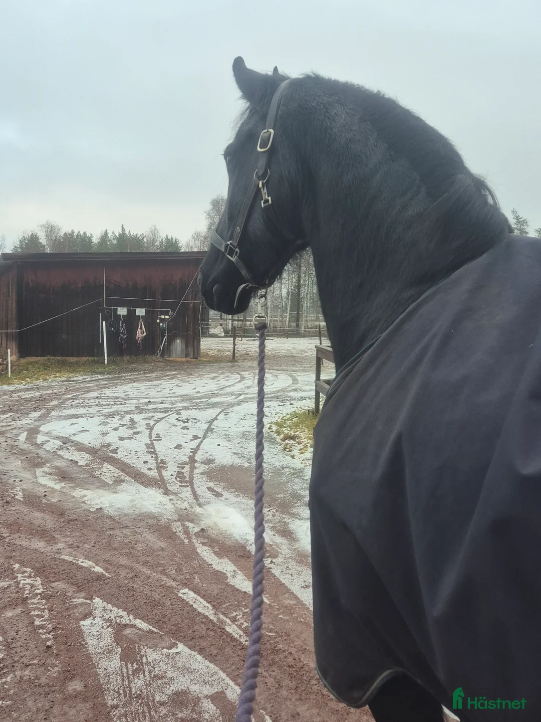 Allround hästar till salu: Frieser sto säljes i Älvdalen - Annons 2