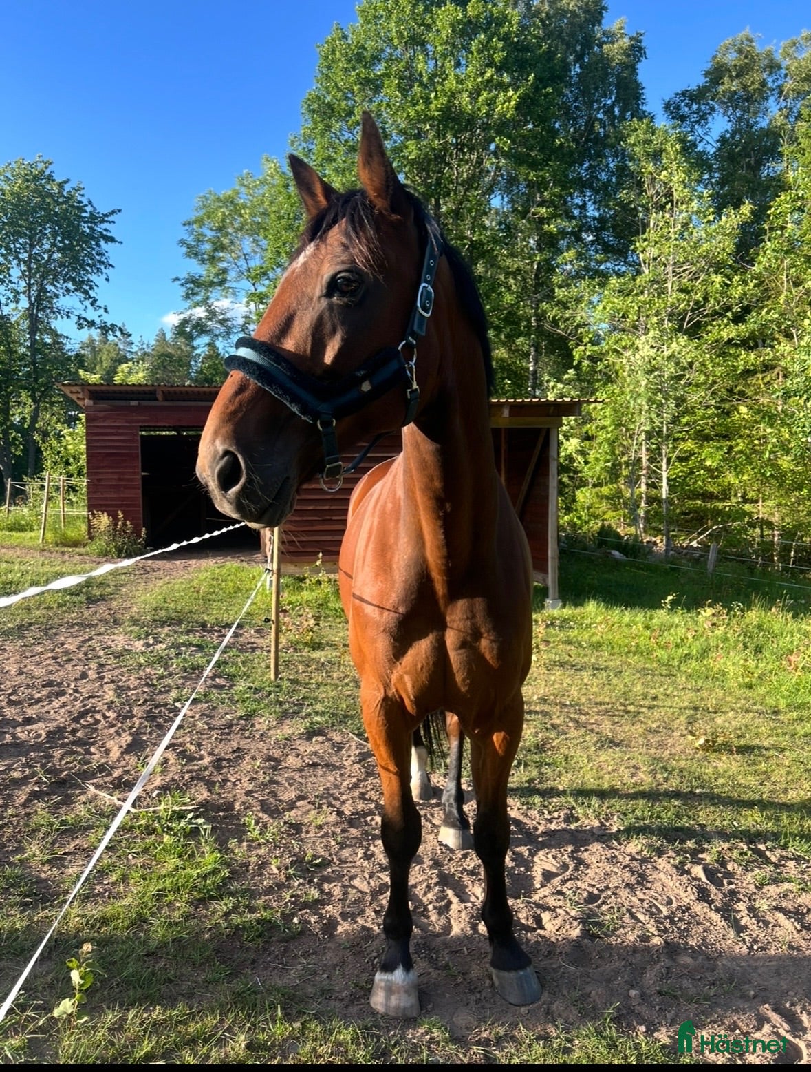  hästar Fin varmblodstravare🌸 - Annons 18