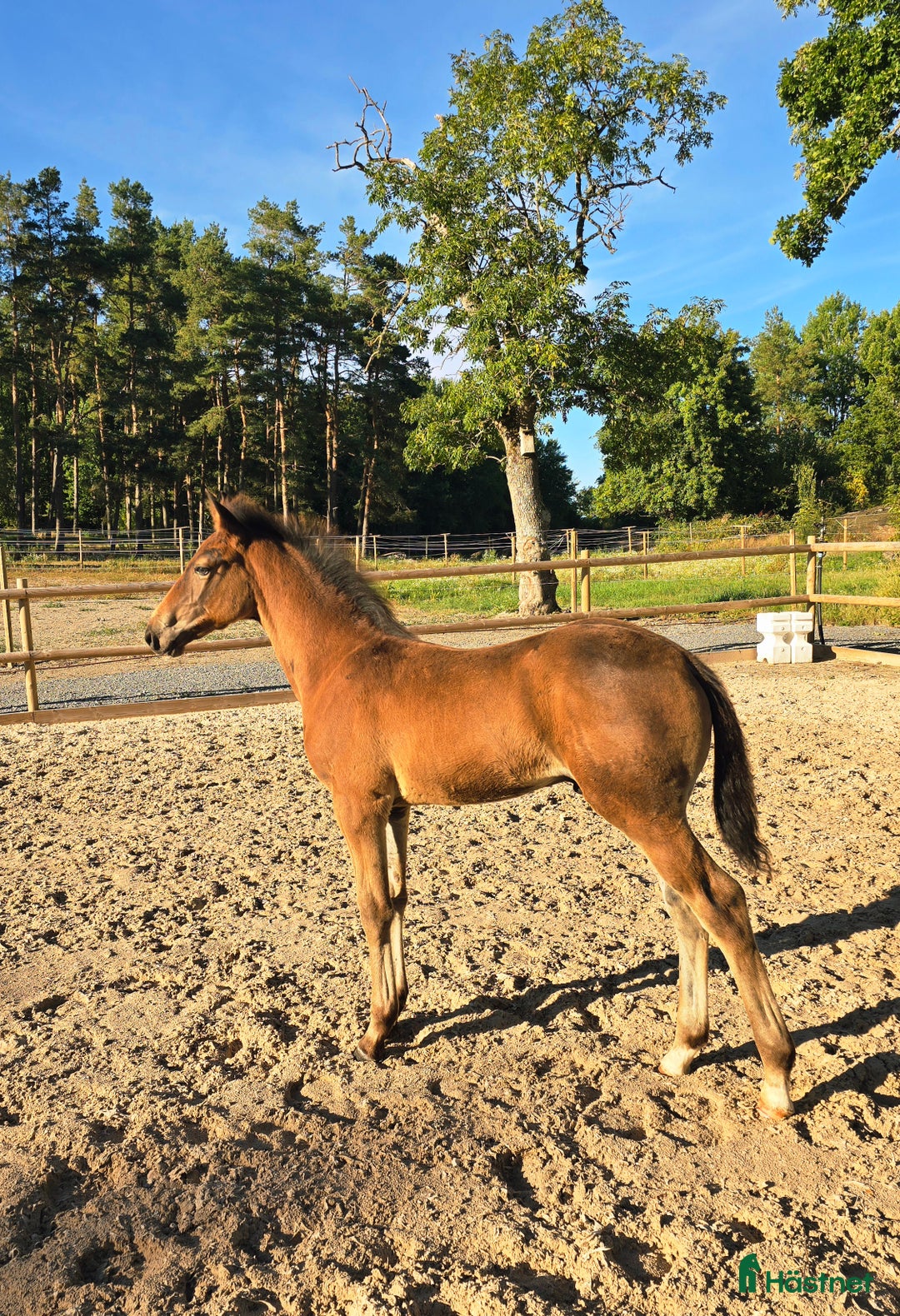 Hoppning hästar till salu: Kraftfull hingst med bra stam! i Karlshamn - Annons 2