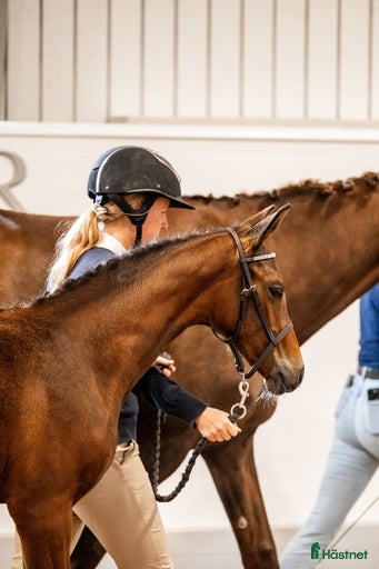 Galleribild {{count}}