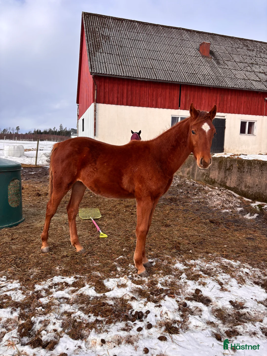 Allround hästar till salu: En häst för framtiden  - Annons 2