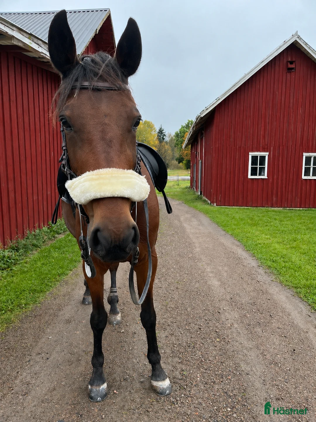 Allround hästar till salu: Trevligt varmblodsto med fin personlighet  - Annons 3