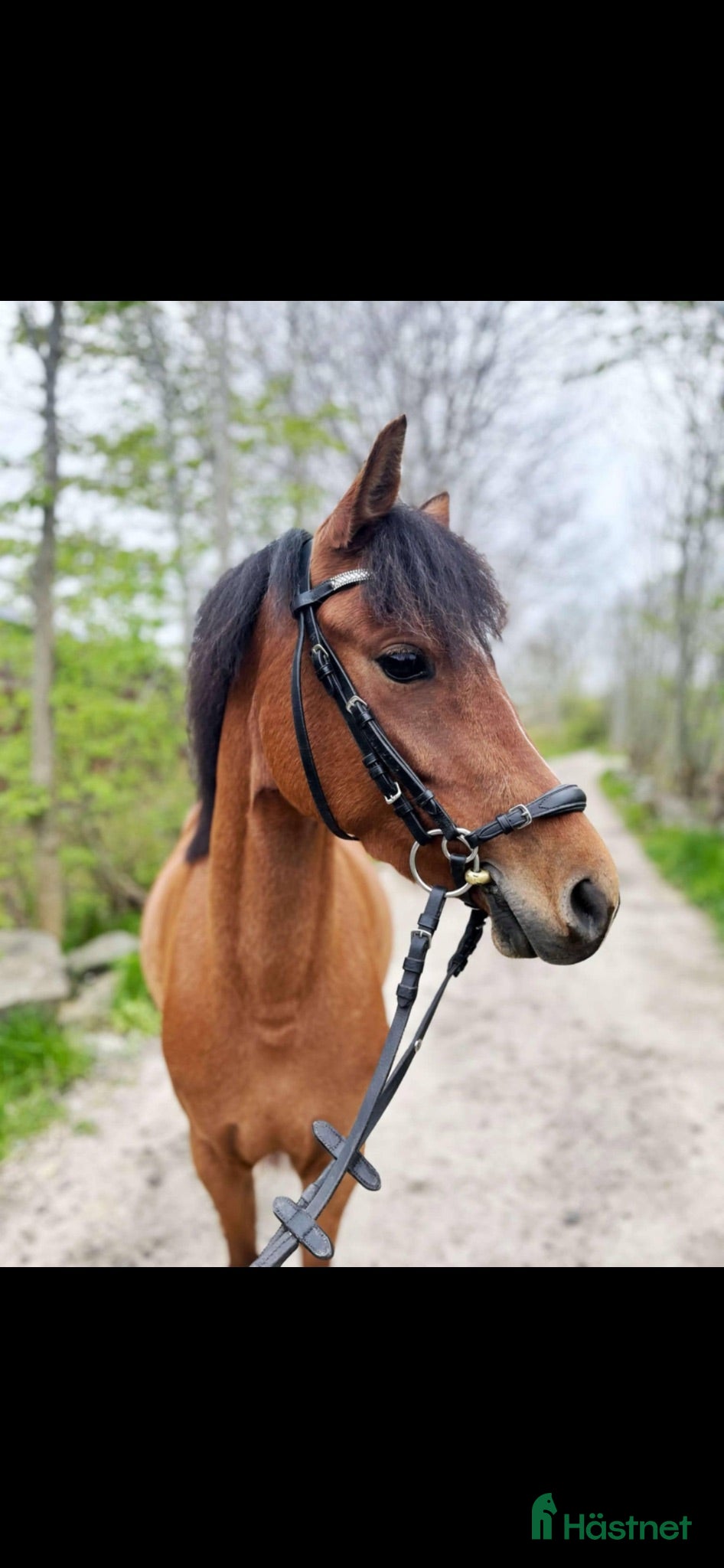 hästar Minni B ponny sto  - Annons 2