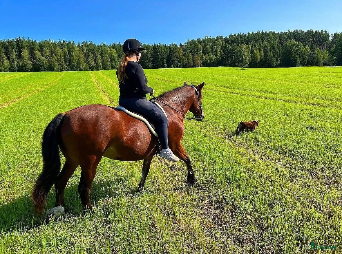  hästar Letar efter en bästa vän ❤️ - Annons 20