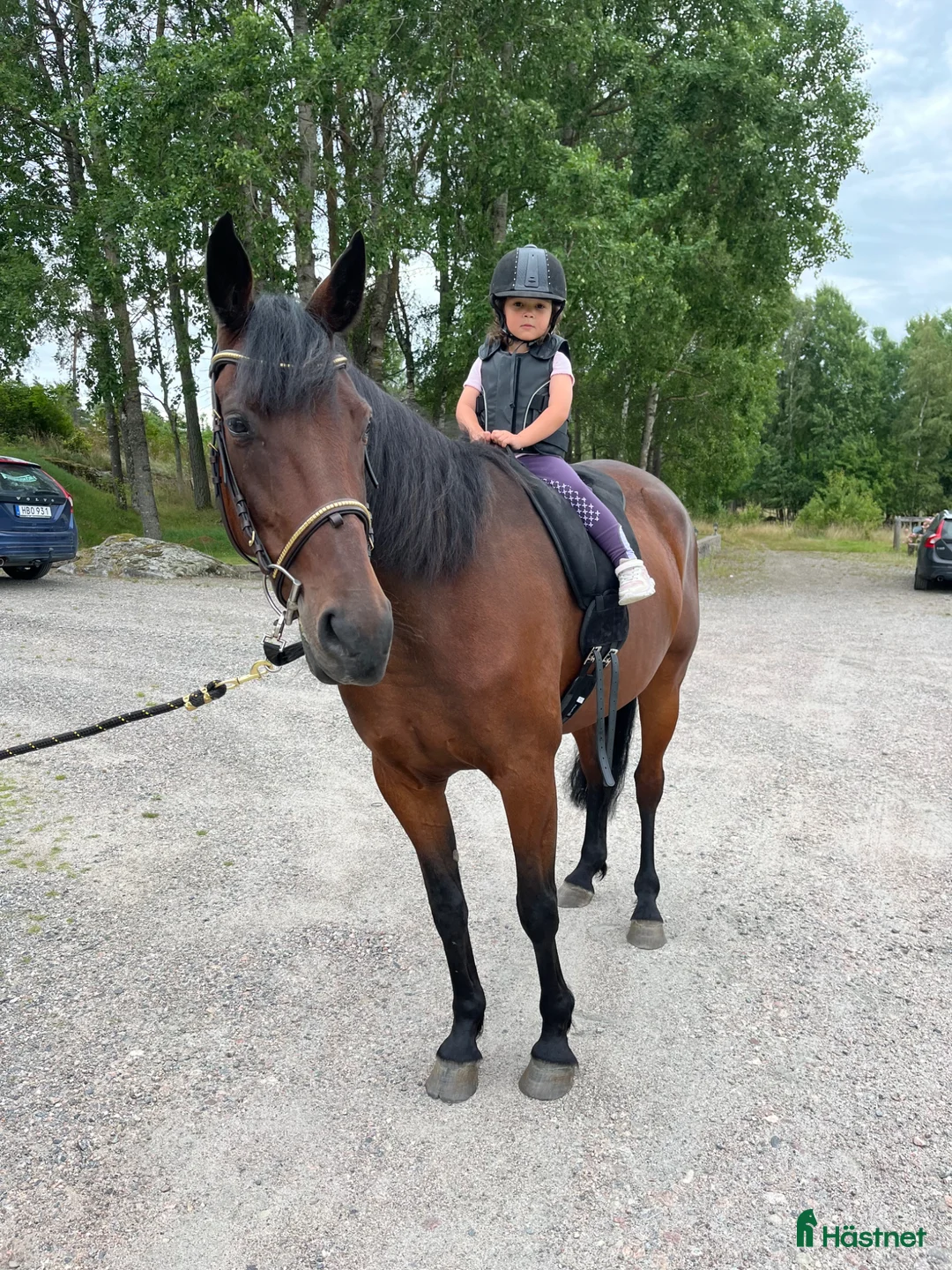 Allround hästar till salu: Sällskaplig kille som vill aktiveras - Annons 2