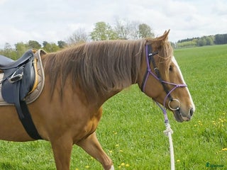 Sadlar hästutrustning till salu: Stübben Siegfried VSD DL 17# 32 i Kungsängen - Annons 23