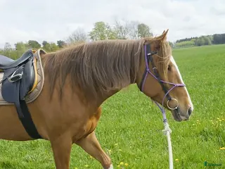 Sadlar hästutrustning Stübben Siegfried VSD DL 17# 32 - Annons 12