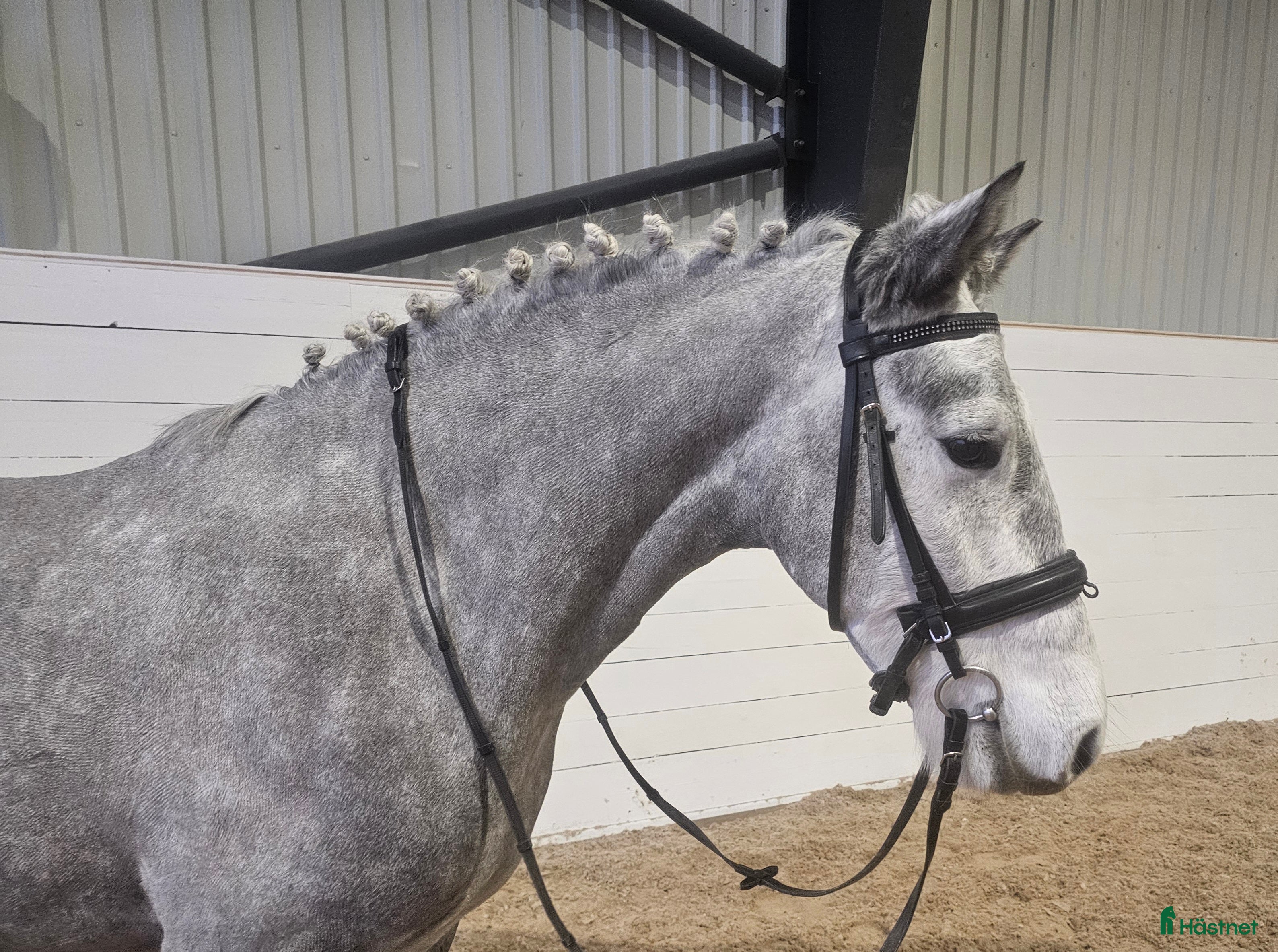  hästar Drömponny! i Lindesberg - Annons 3