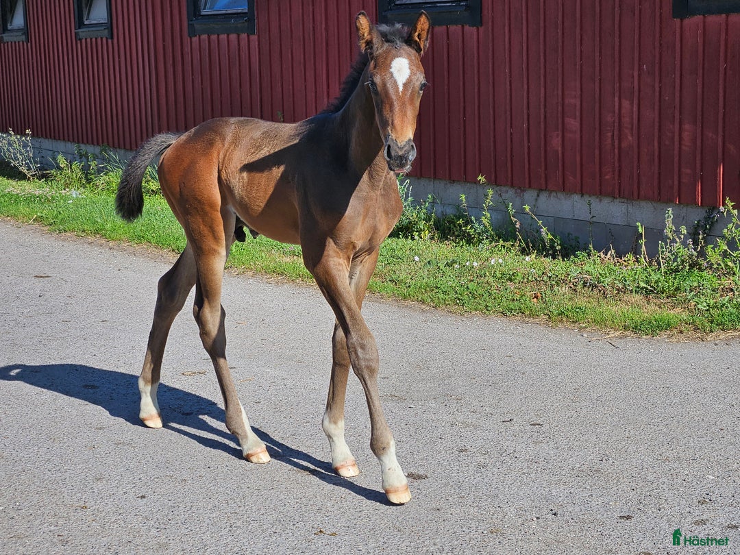 Dressyr hästar till salu: Harry vinnare 83,9% i Köpingsvik - Annons 4