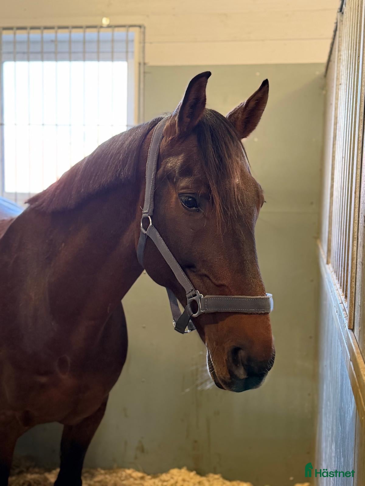  hästar Valack med kapacitet! i Norrköping - Annons 17