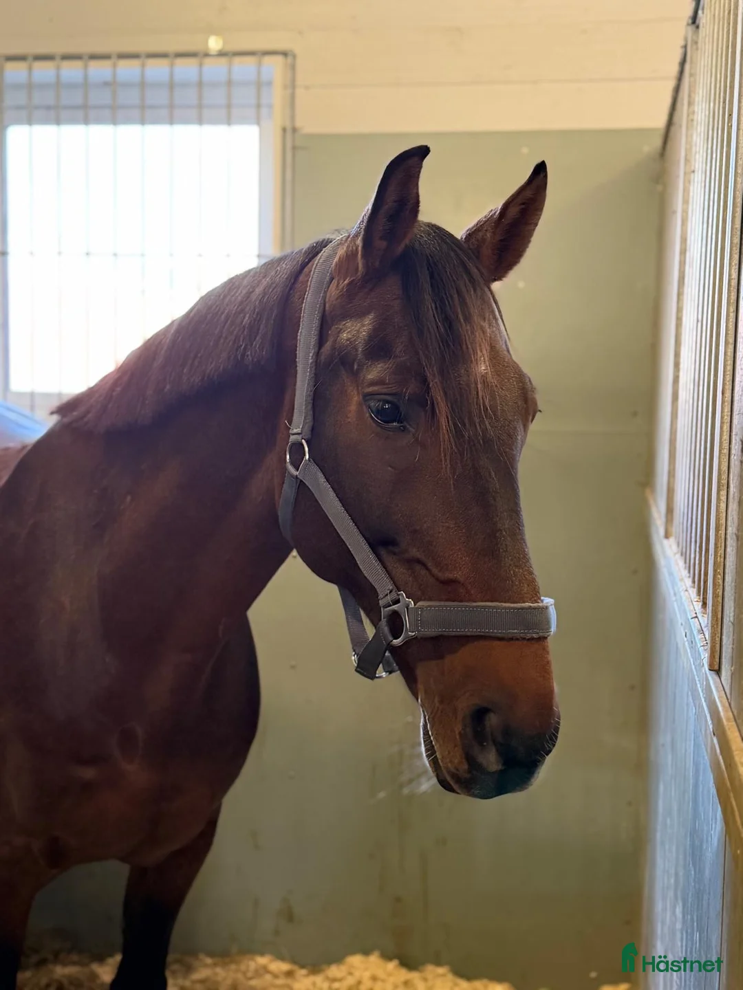 Allround hästar till salu: Valack med kapacitet! i Norrköping - Annons 1