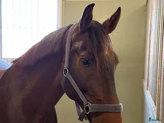 Allround hästar till salu: Valack med kapacitet! i Norrköping - Annons 2