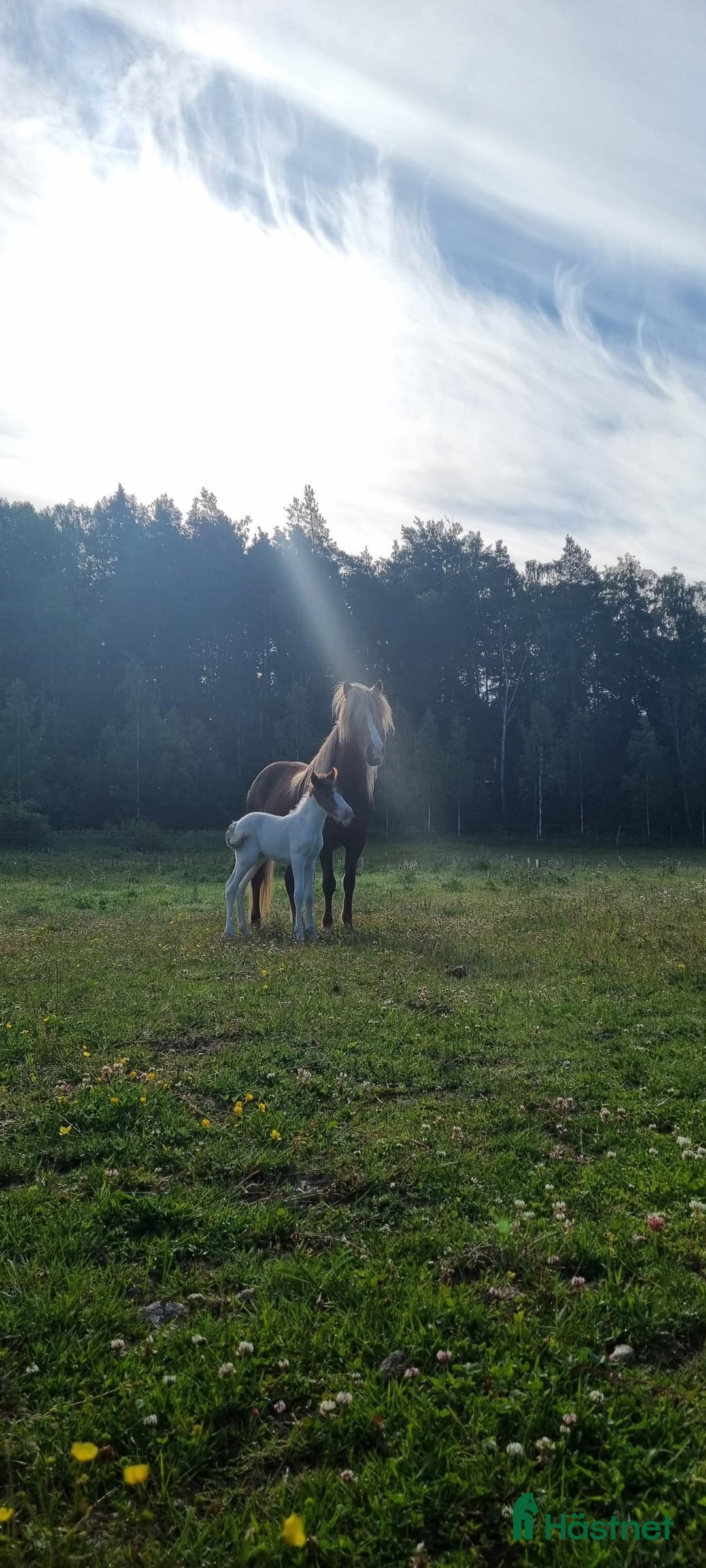 Island hästar till salu: Vacker Fimur dotter i Eskilstuna - Annons 4
