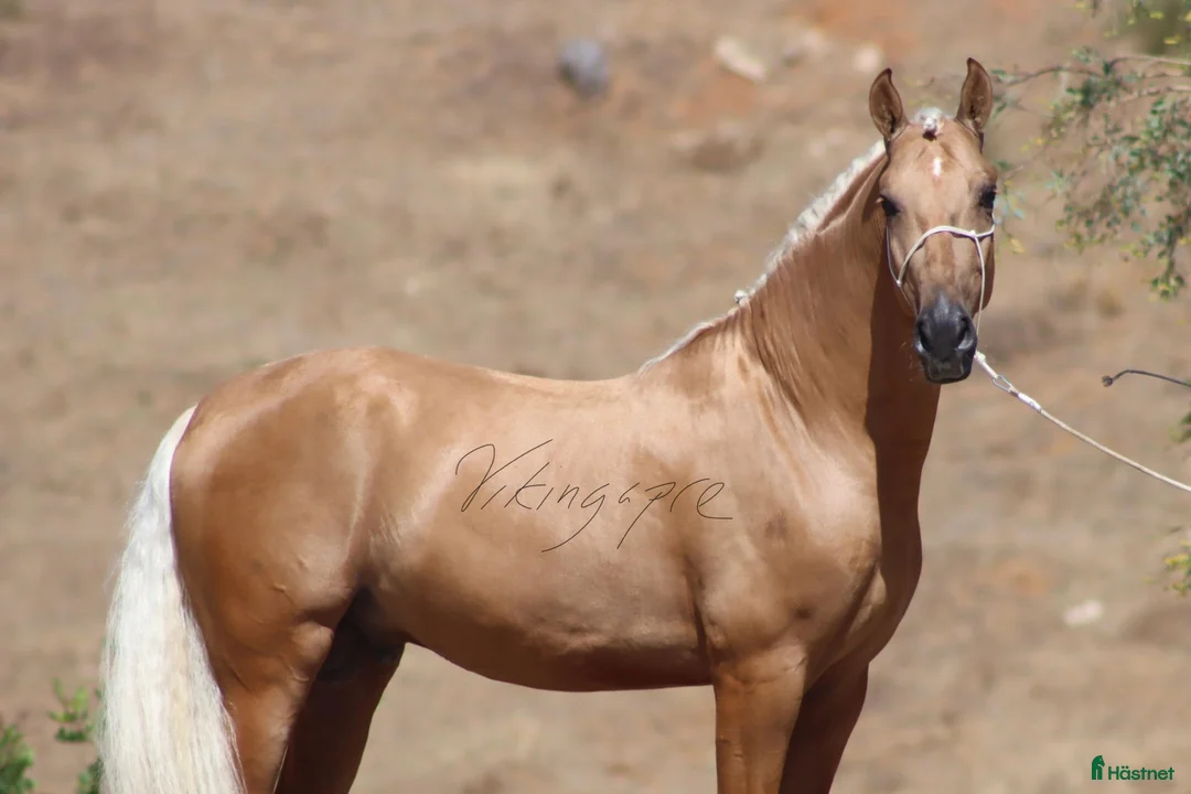 Dressyr hästar till salu: Palomino PRE hingst i Halmstad - Annons 2