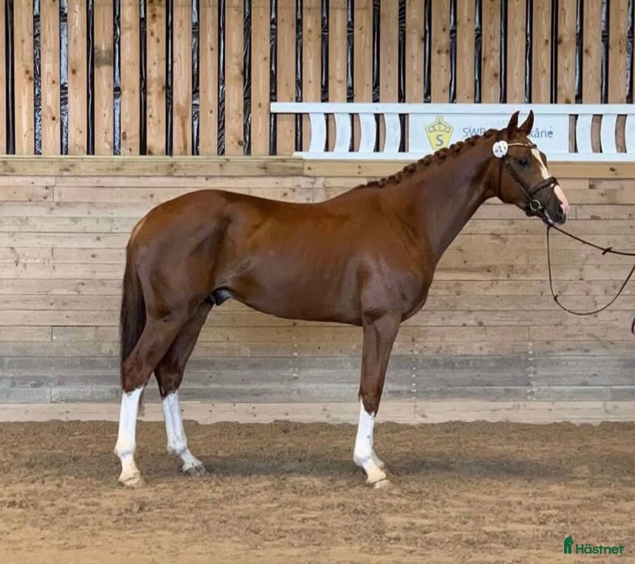  hästar Mycket lovande unghäst. Ny film.  - Annons 12