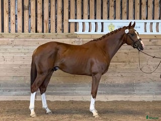 hästar Mycket lovande unghäst. Ny film. - Annons 12