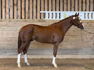 hästar Mycket lovande unghäst. Ny film. - Annons 19