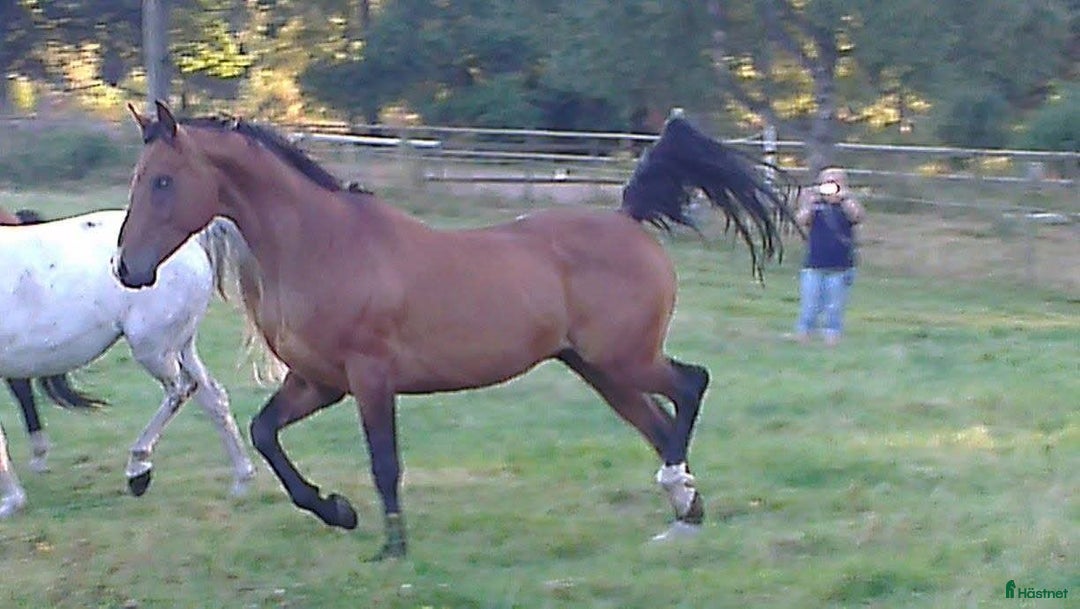 Allround hästar till salu: BIG BEN behöver nytt kärleksfullt hem i Höör - Annons 11