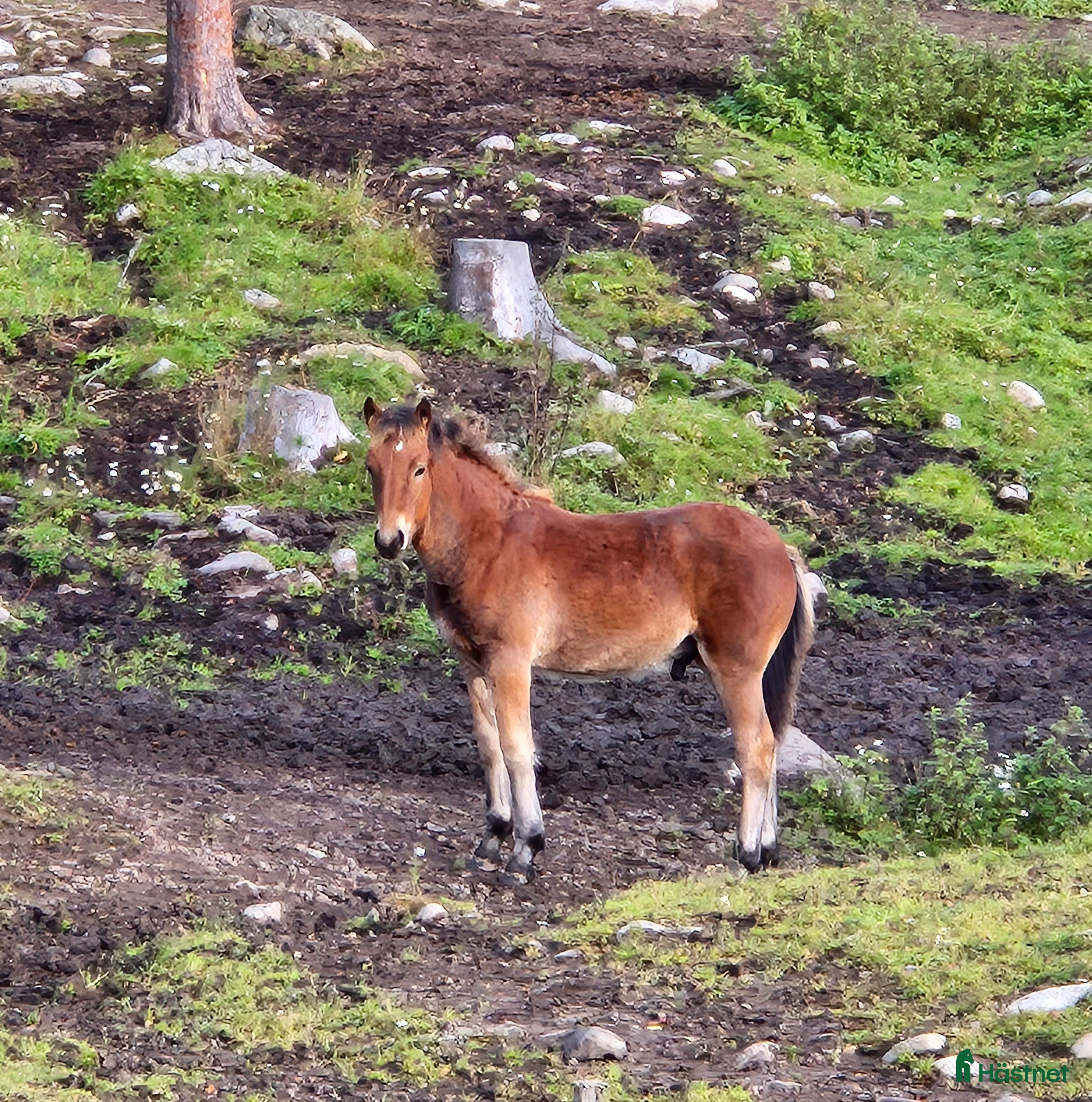  hästar Avelschansad superfin hingst med bra stam! i Ramvik - Annons 7