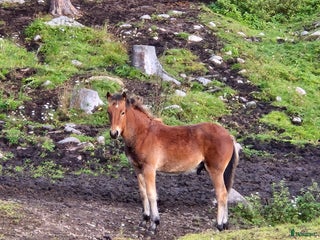 hästar Avelschansad superfin hingst med bra stam! i Ramvik - Annons 7