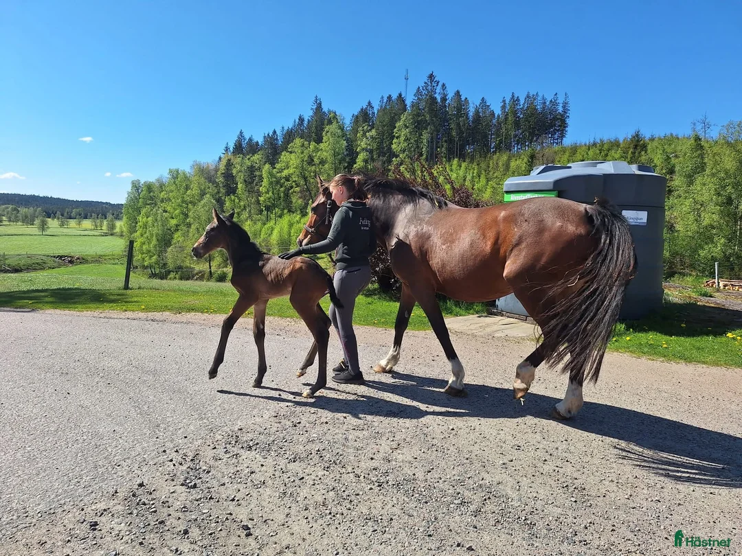Hoppning hästar till salu: Stoföl med prestationsäker hopp stam! i Ullared - Annons 7