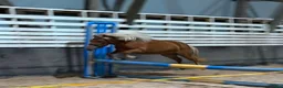 Trav hästar till salu: Fantastiskt Shetlandssto - Annons 6