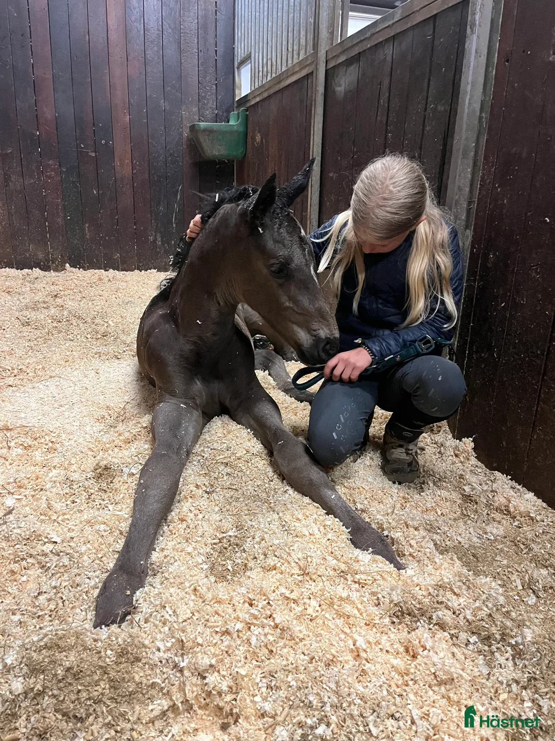 Avelshästar hästar till salu: Top avlshoppe sælges, hophest - Annons 36