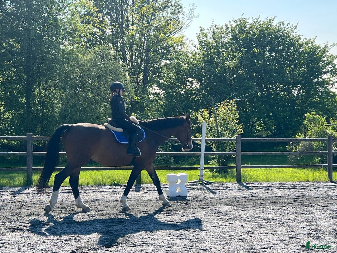  medryttarhäst finnes: Medryttare sökes i Ödenäs i Alingsås - Annons 3