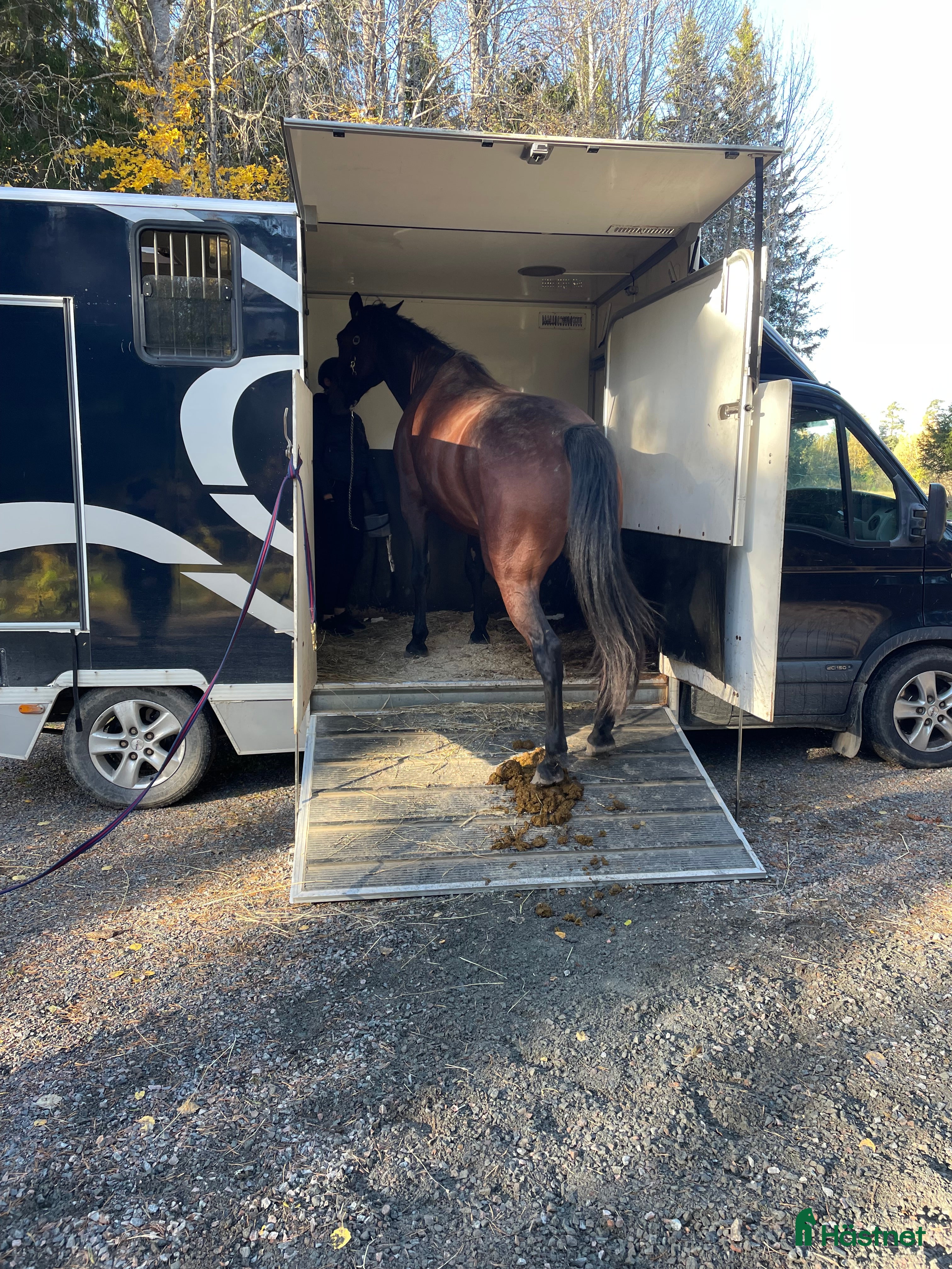  hästar Travhäst köpes  i Uppsala - Annons 2