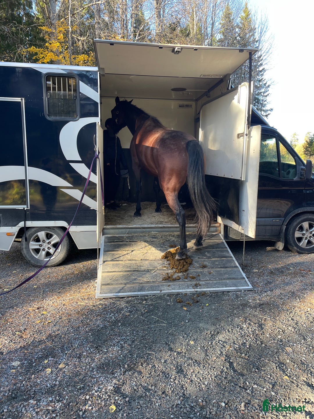 Trav hästar sökes: Travhäst köpes  i Uppsala - Annons 1