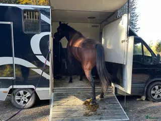 hästar Travhäst köpes i Uppsala - Annons 5