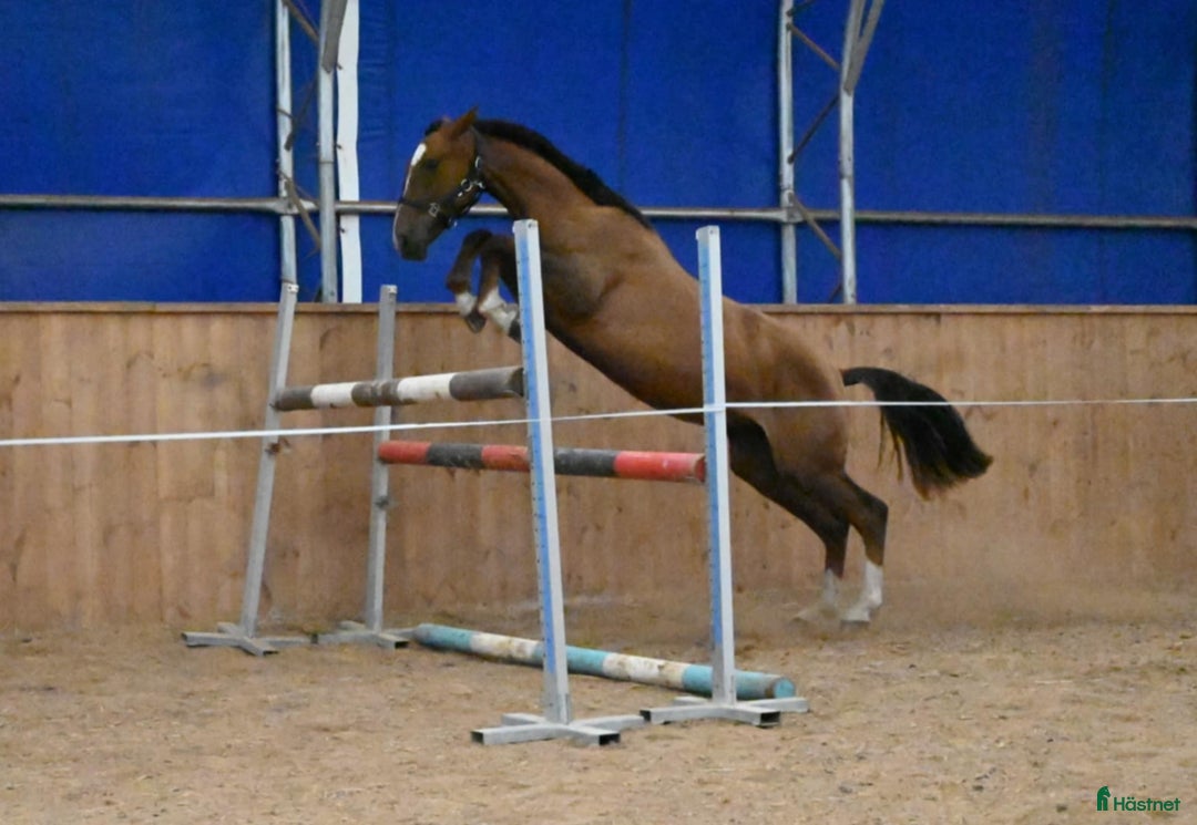 Allround hästar till salu: 🌟 Muza – lovande sport- eller verksamhetshäst 🌟 i Stockholm - Annons 3