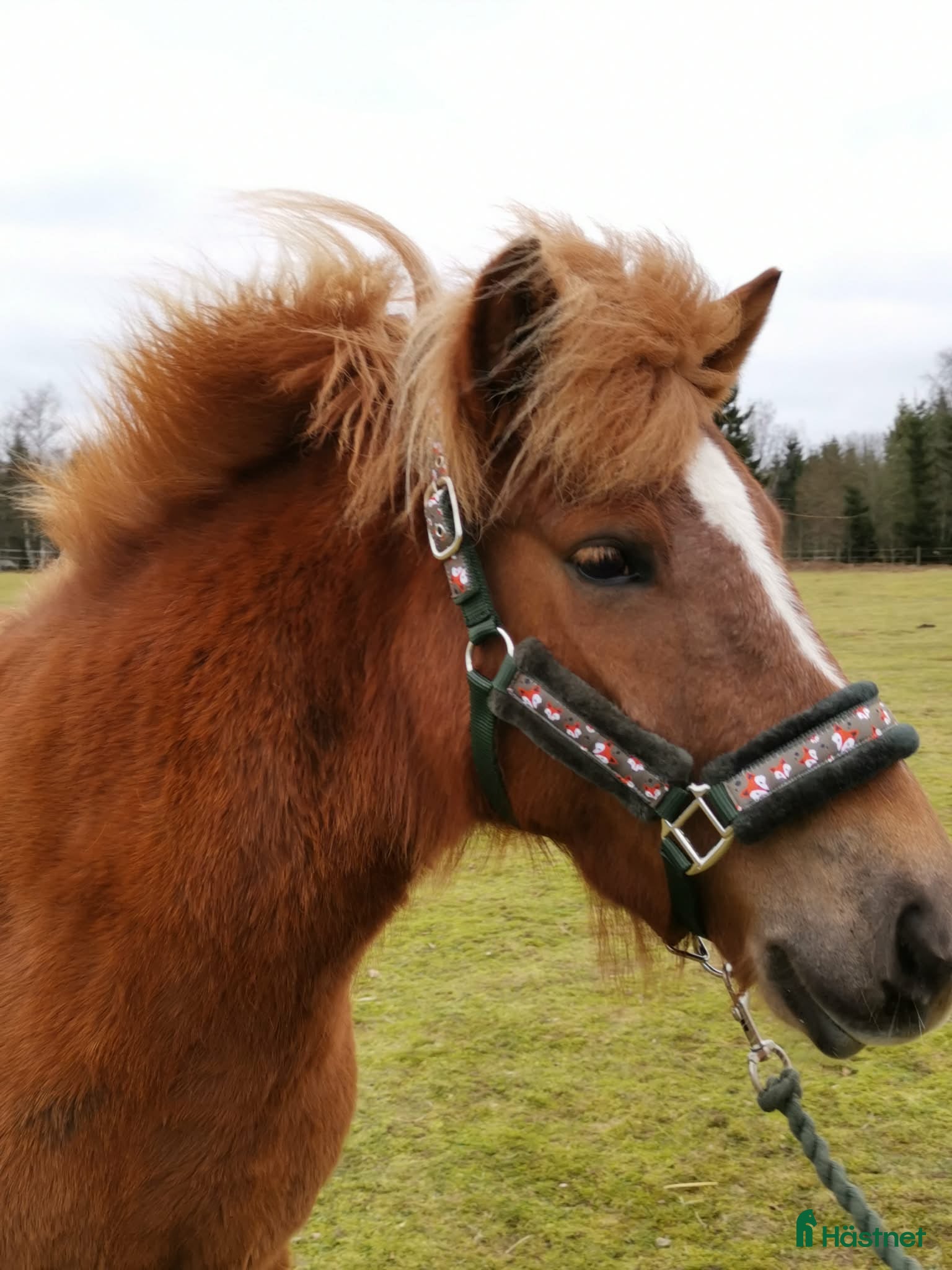  hästar Gullan - barnbarn till en 🌟!! - Annons 16