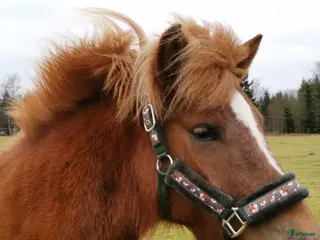 hästar Gullan - barnbarn till en 🌟!! - Annons 16
