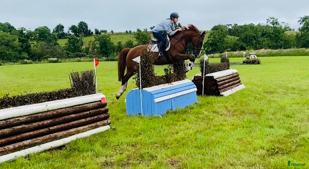 Allround hästar till salu: Selection of Irish ponies i Ljungby - Bild 10