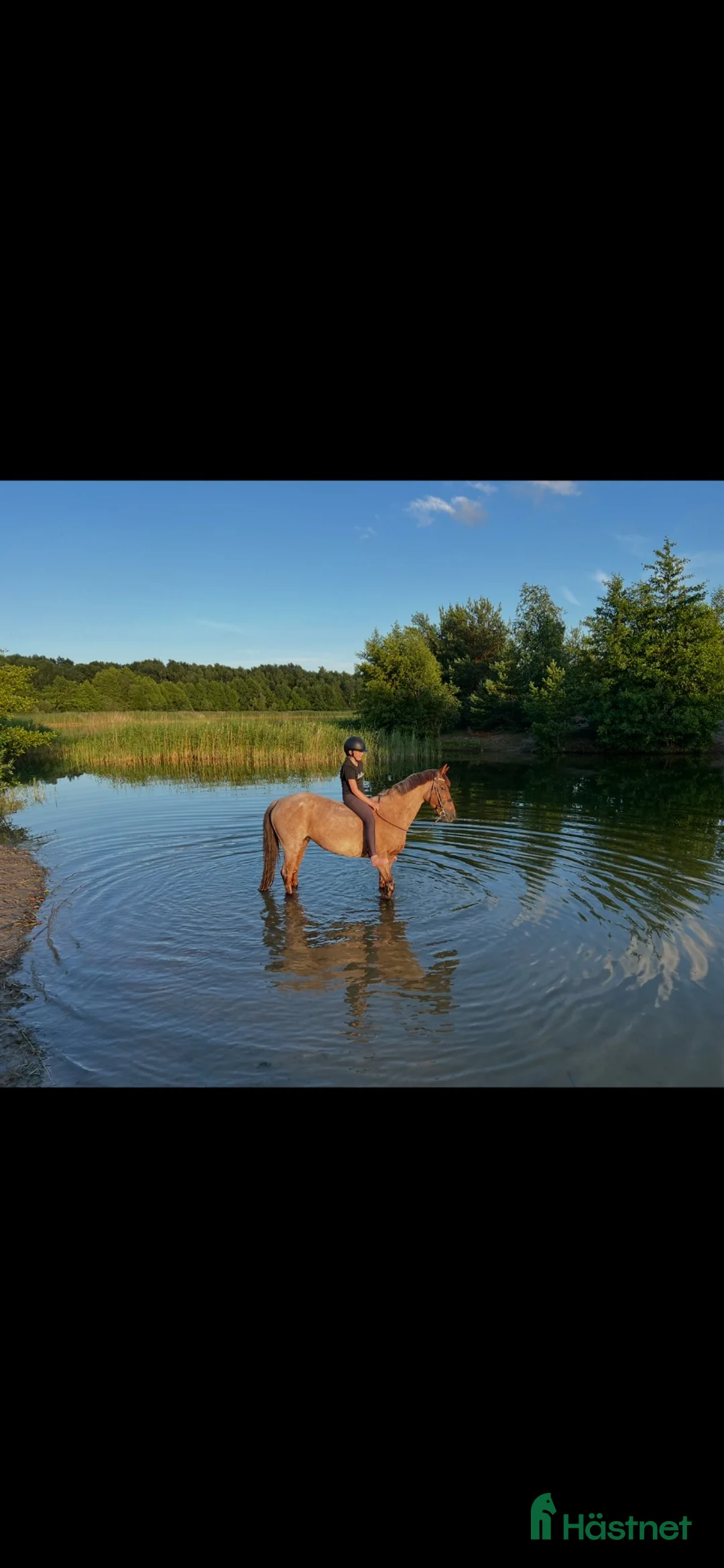 Allround hästar till salu: Läromästare✨ - Annons 8