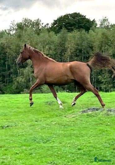  hästar Söker du en arabisk mustang att göra en resa med - Annons 2