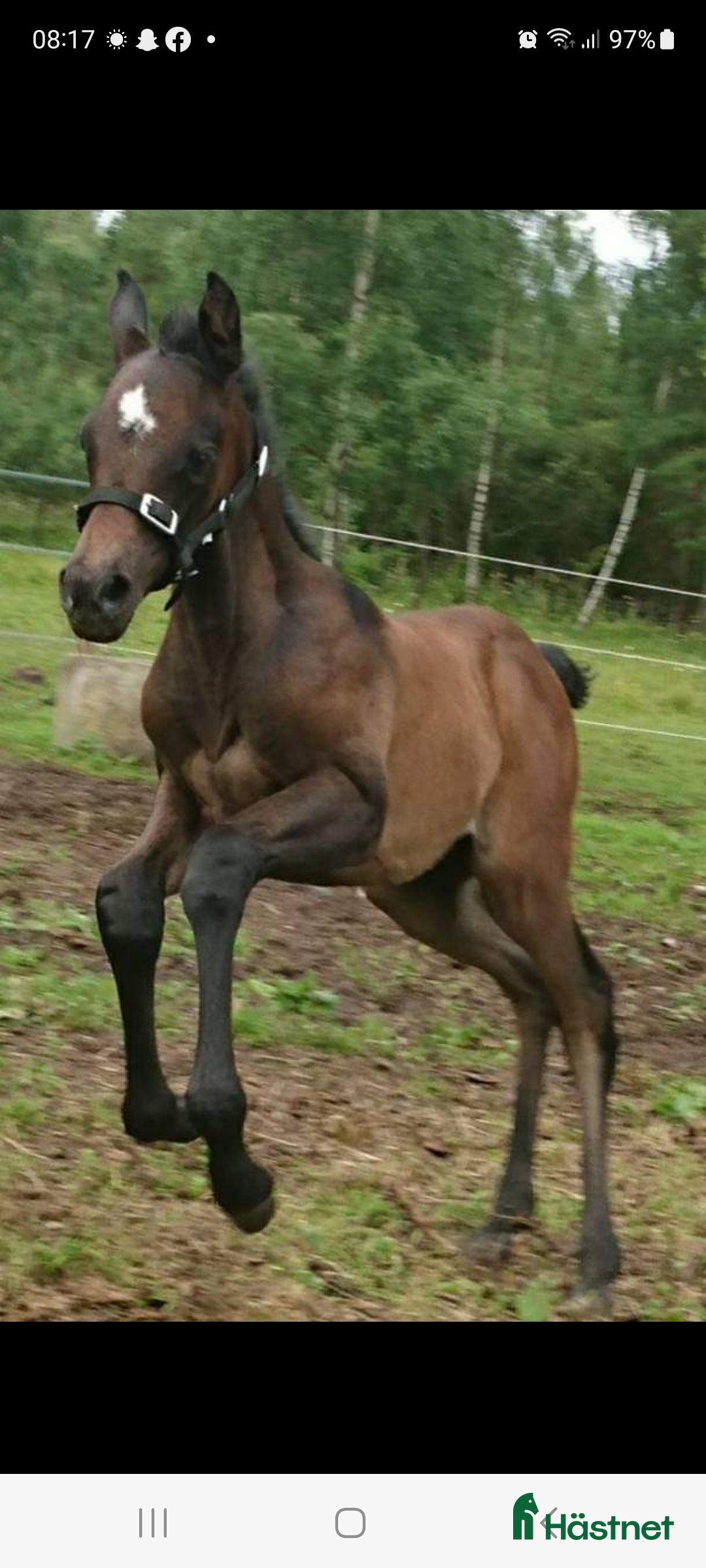  hästjobb finnes: Volontär på Gotland?  i Hemse - Annons 6