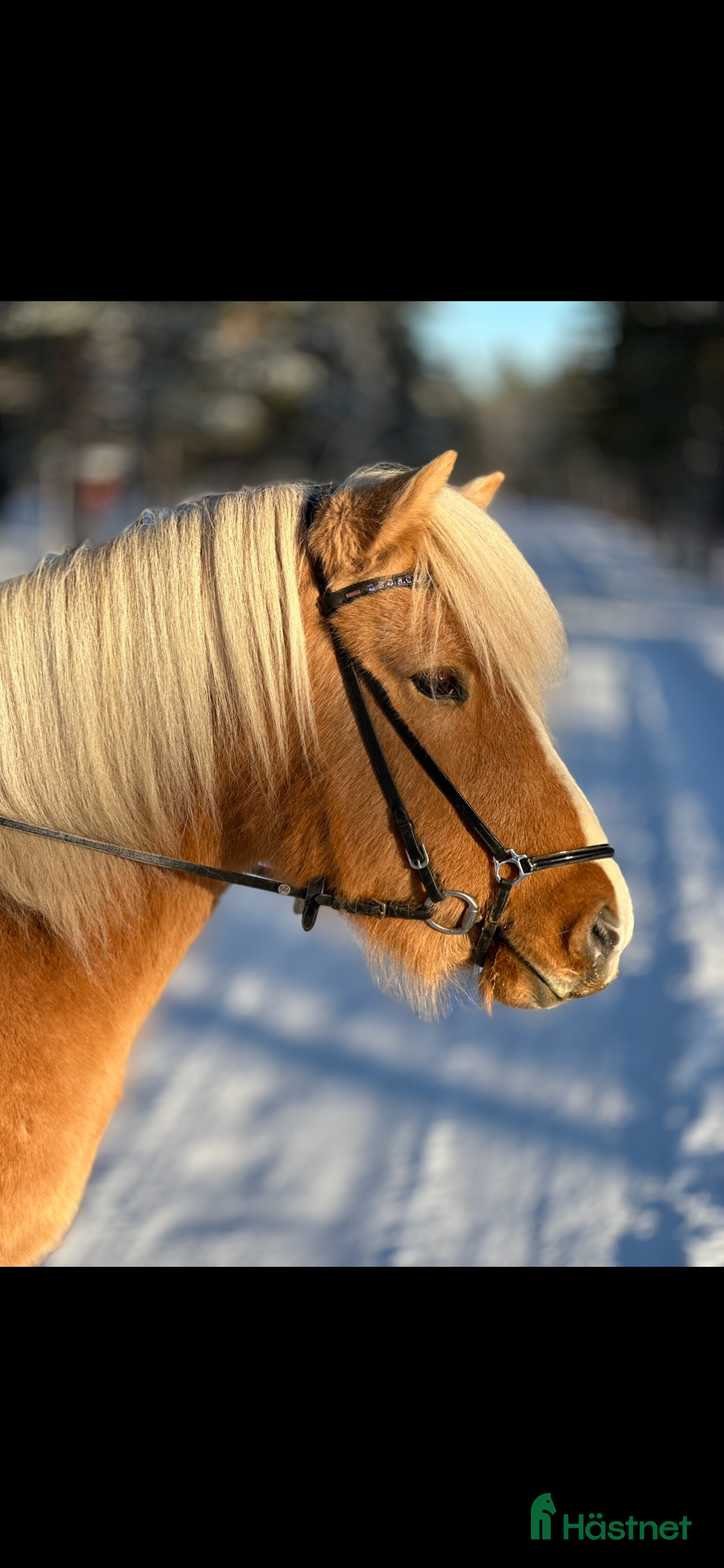 Island hästar till salu: Intressekoll sto med fin stam i Gällivare - Annons 1