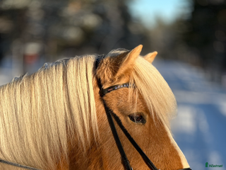 hästar Intressekoll sto med fin stam i Gällivare - Annons 2