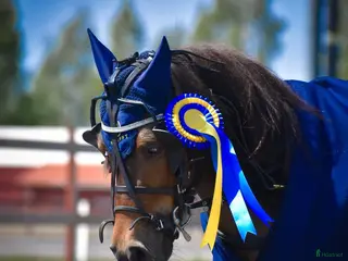 hästar Travshettis med stora utvecklingsmöjligheter - Annons 1