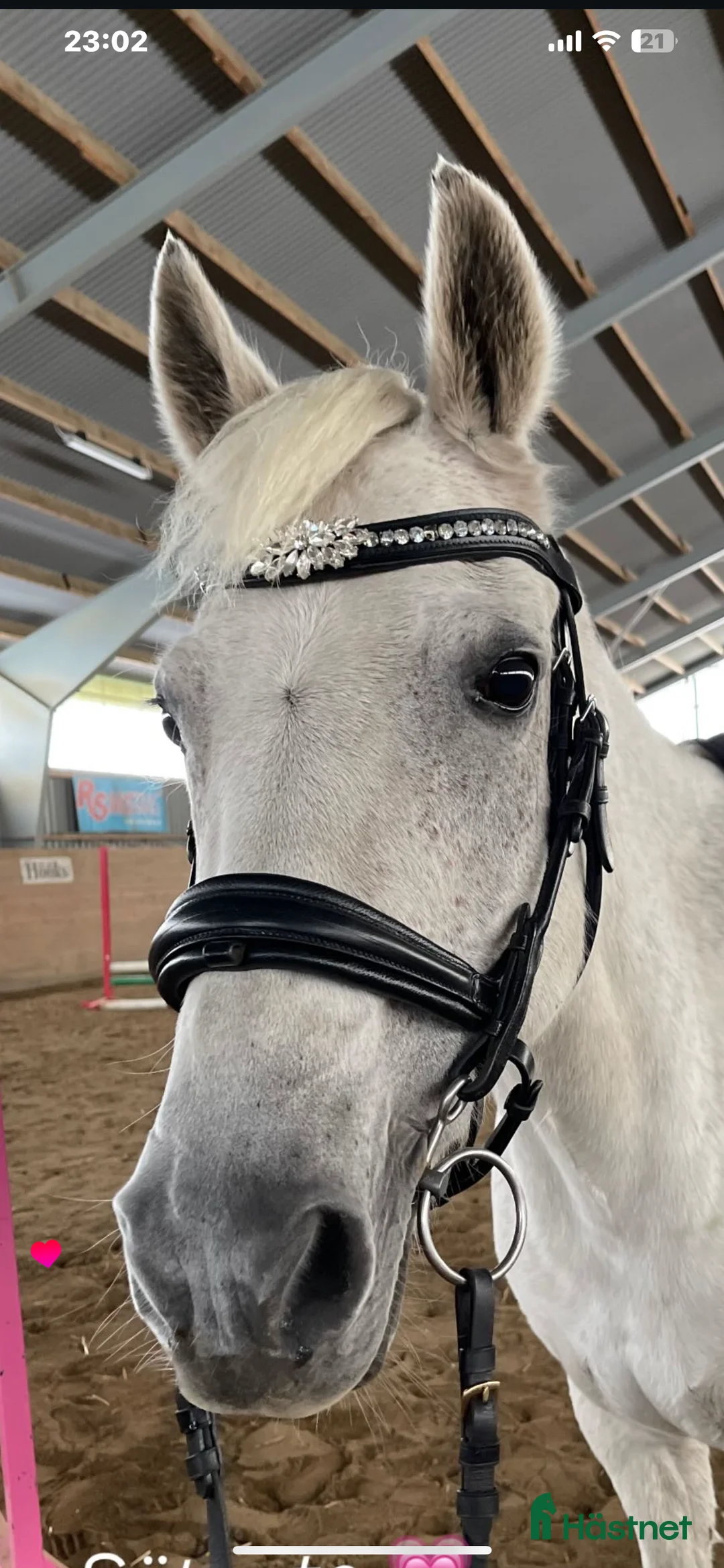 Träns hästutrustning till salu: Träns och Pannband - Annons 1