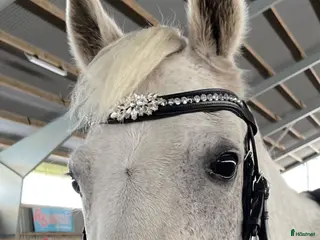 Träns hästutrustning Träns och Pannband - Annons 19