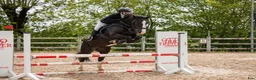 Allround hästar till salu: Irsk sportsponni selges! Allround!  i Mysen - Annons 8