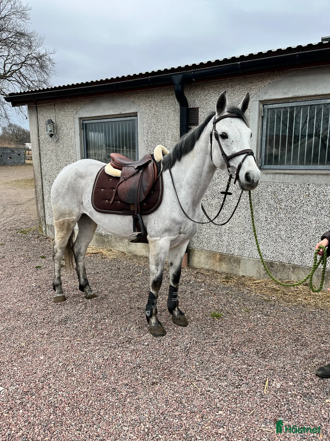 Allround hästar till salu: Lovade D-ponny  - Annons 1