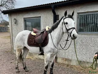 hästar Lovade D-ponny - Annons 4