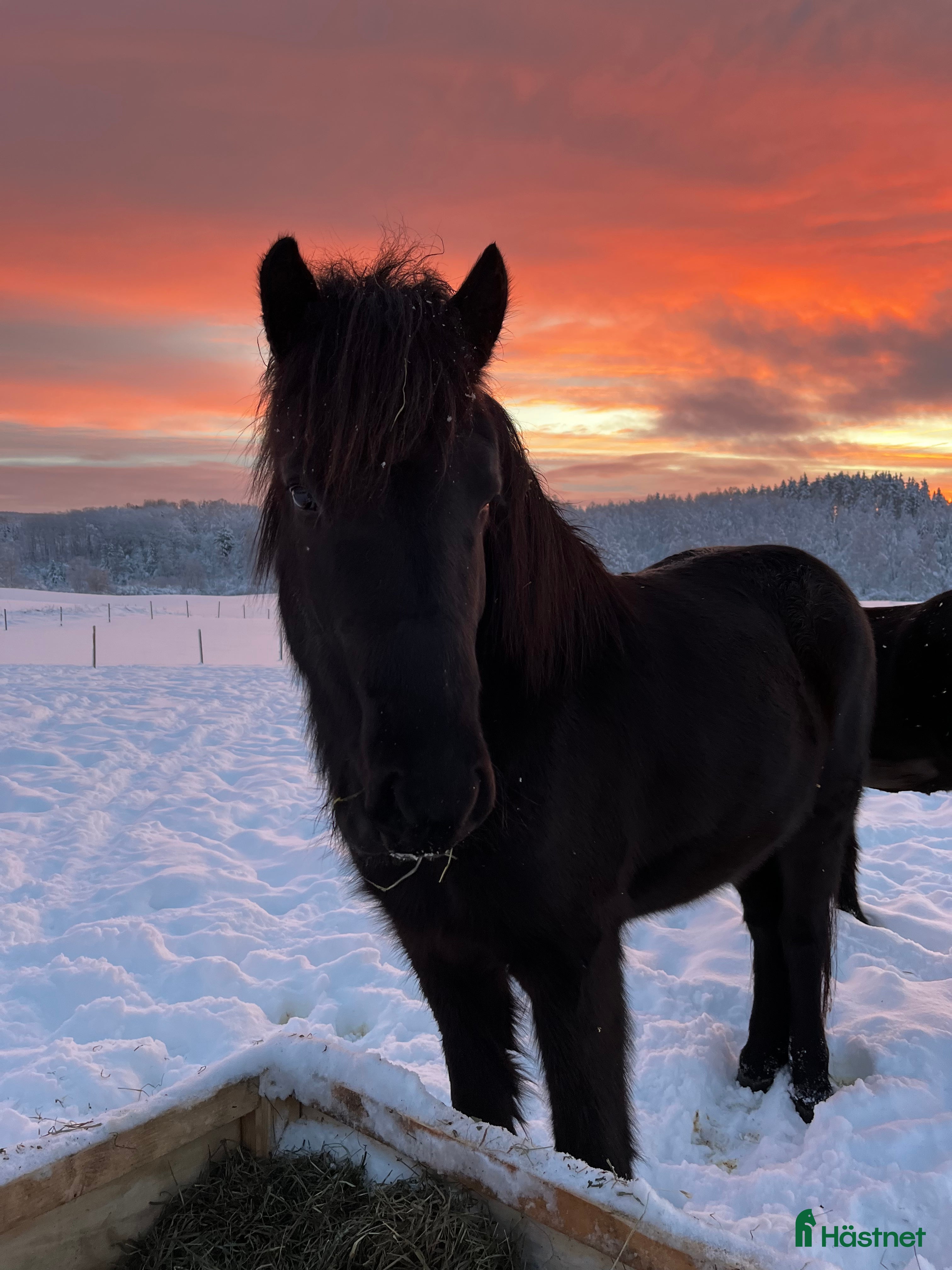  hästar Trevligt sto med mycket potential  i Kungsbacka - Annons 5