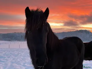 hästar Trevligt sto med mycket potential i Kungsbacka - Annons 13