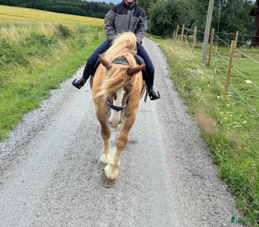 Allround hästar till salu: Intressekoll underbar ardenner i Kumla - Annons 2